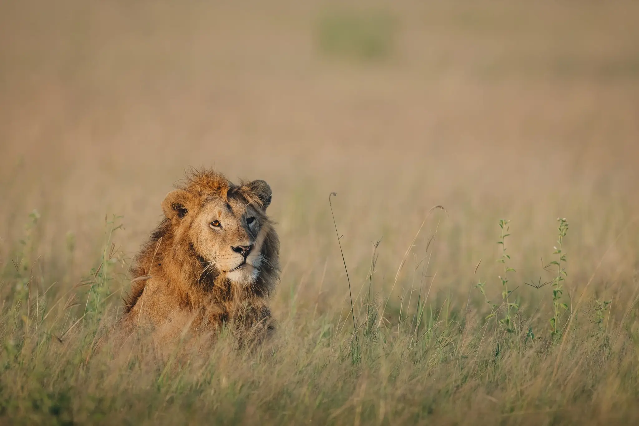 Conservancies & the Mara safari journey