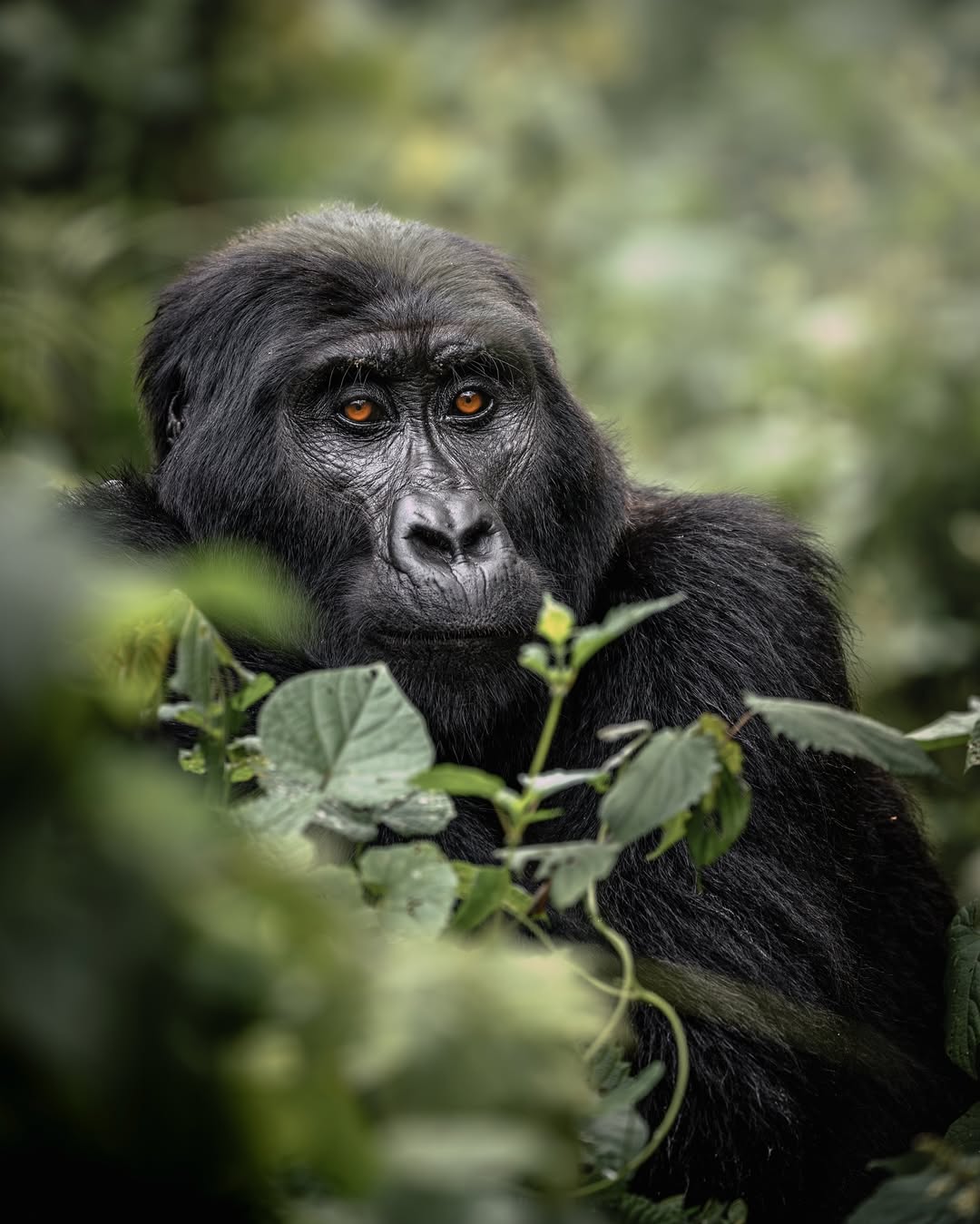 A mountain gorilla in Rwanda's Virunga highlands